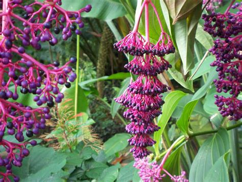 Chandelier Tree, Hanging Purple Flower - Hawaii Pictures