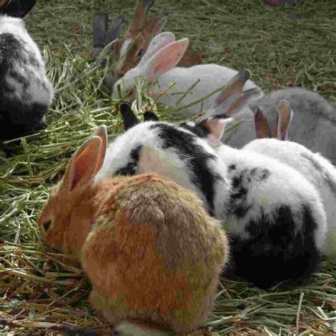 Ensuring Successful Rabbit Mating A Guide To Recognizing Signs Of A