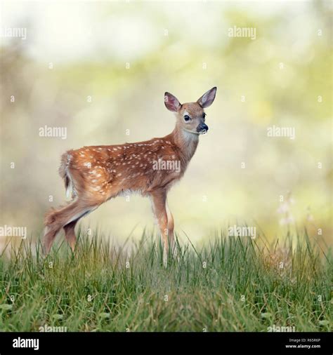 White-tailed deer fawn Stock Photo - Alamy