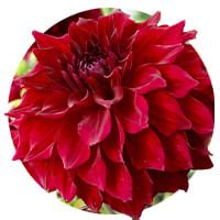 Dahlias Rouges Acheter Bulbes Directement De Hollande Dutch Bulbs