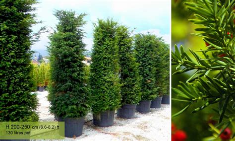 Taxus Baccata English Yew Shrub Garden Plants Online