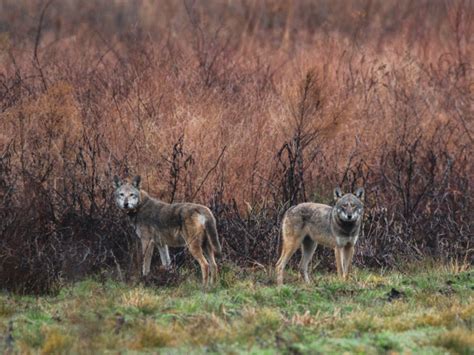 Historic settlement secures conservation of endangered red wolves in ...