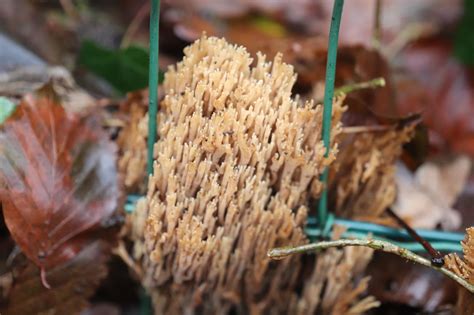 Ramaria Stricta The Ultimate Mushroom Guide