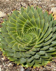 Saving the Endangered Spiral Aloe Plant: How to Grow and Care – Citycacti