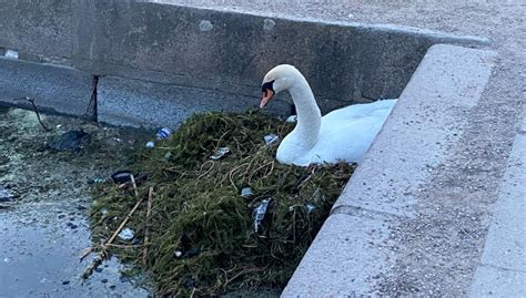 Bor på en bunke af skrald Det er ikke så slemt BT Samfund bt dk