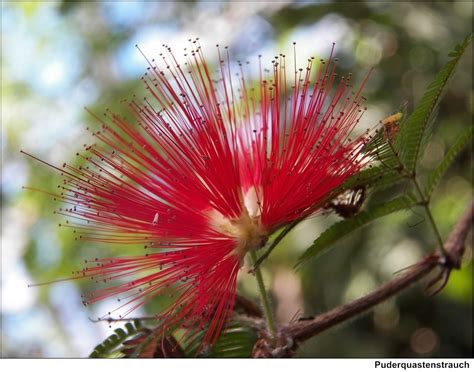 Calliandra Anomala Flora De Mascota Jalisco NaturaLista Mexico