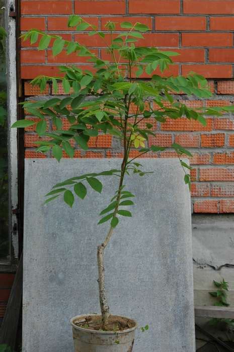 КУПИТЬ САЖЕНЦЫ ДЕКОРАТИВНЫХ ДЕРЕВЬЕВ / Кустарников - kupitsazhency.ru