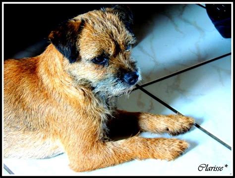 Chiot Elevage De L Antre Des Jacks Eleveur De Chiens Border Terrier