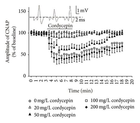 Effects Of Cordycepin On Amplitude And Conductive Velocity Of Compound