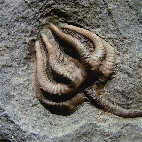 List of State Fossils - FossilEra.com