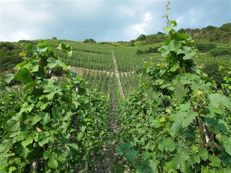 Weingut Nik Weis Sankt Urbans Hof Wein Plus Wein Branchenkatalog