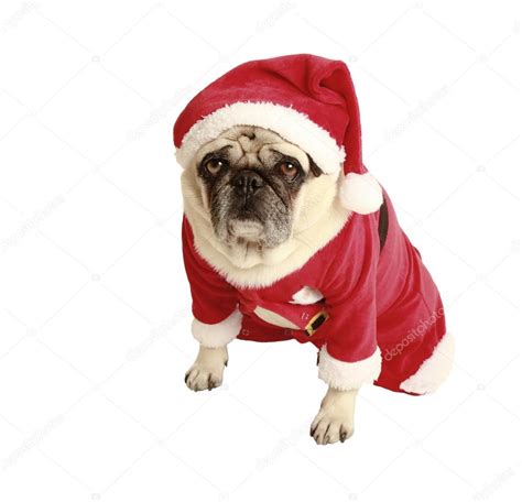 pug christmas costume — Stock Photo © Purple_Queue #30895813