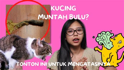 Mengenal Hairball Pada Kucing Catlovers Id Hairball Kucing Kiabbilu