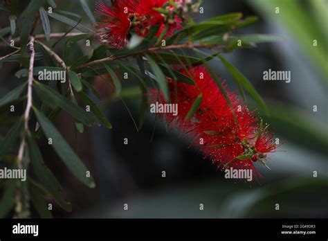 Close Up Of Red Bottlebrush Flower Native To Australia Stock Photo Alamy