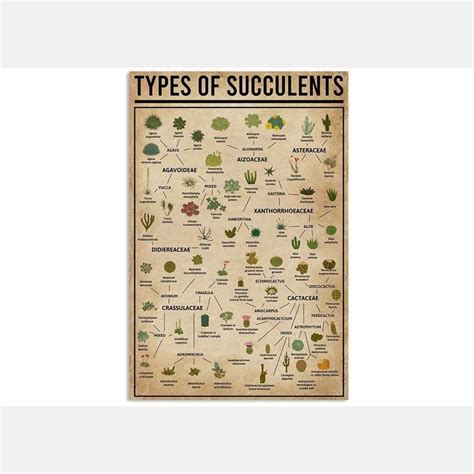 Types Of Succulent Succulent Knowledge Poster Succulent Poster ...