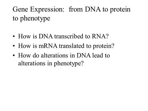 Gene Expression From Dna To Protein To Phenotype How Is Dna