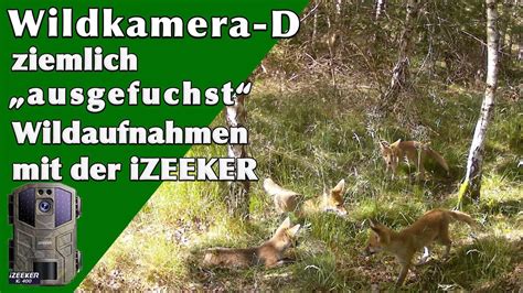 Izeeker Ig Ziemlich Ausgefuchst Junge F Chse Vor Der Wildkamera