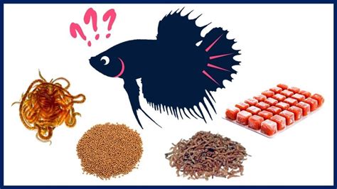 5 Best Betta Fish Food What To Feed And How Much Pet Care Stores