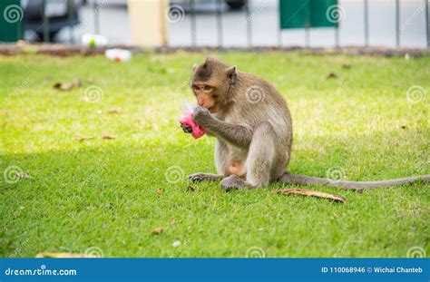 Familia De Macaque De Cola Larga De Los Fascicularis Del Macaca