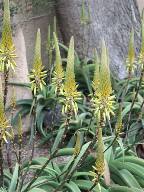 Van Balens Aloe Aloe Vanbalenii Urban Xeriscape