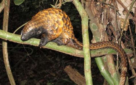 Long-tailed pangolin | Everland