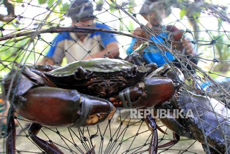 Sultra Ekspor Kepiting Bakau Ke Singapura Republika Online