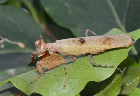 entomology - Praying mantis identification - Biology Stack Exchange