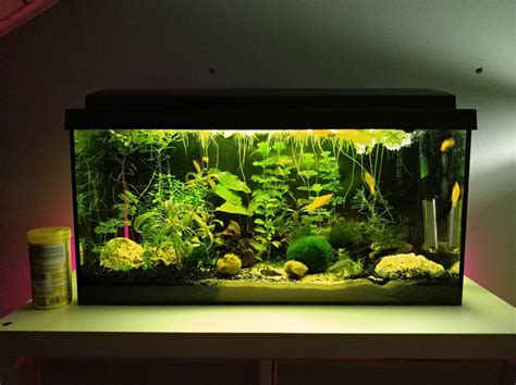 My planted tank with Molly fish : aquarium