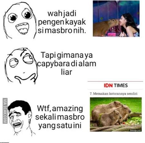 10 Meme Kocak Hewan Capybara Masbro Bikin Ngakak Keheranan