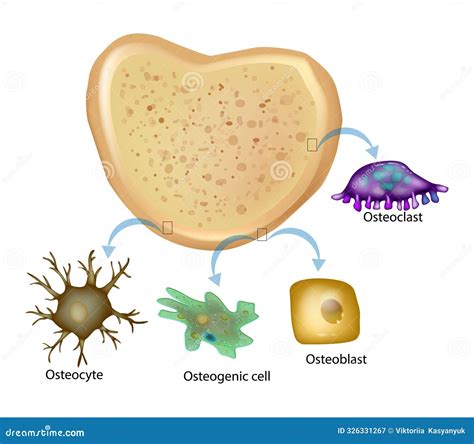 Bone Tissue Has Four Types Of Cells Osteogenic Cell Osteocyte