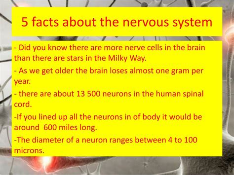 Ppt The Nervous System Powerpoint Presentation Free Download Id2858116