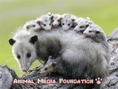 8 Interesting Facts About Virginia opossum! - Animal Media Foundation