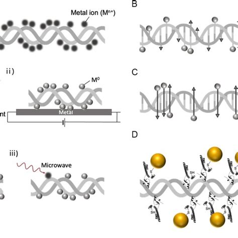 Schematic Of Dna Metallization Using Metal Np Staining And Nanowire