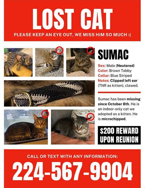 Pet Fbi Report Id 395730 For Lost Cat Sumac Pets Found By