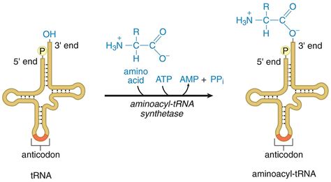 Which of the following enzyme is used for the activation of amino acid ...