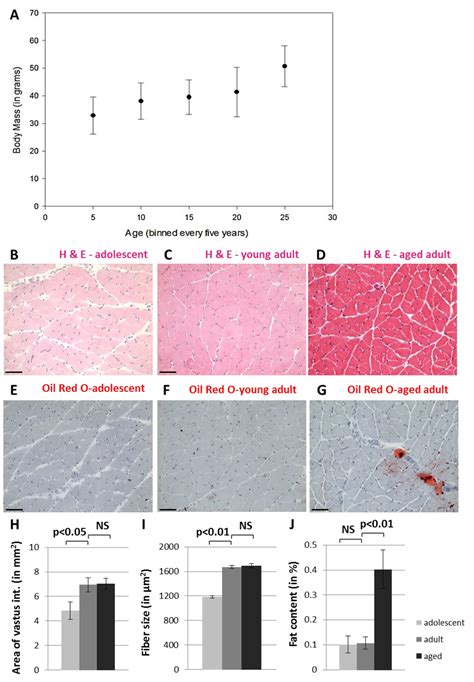 Naked Mole Rats Maintain Healthy Skeletal Muscle And Complex Iv