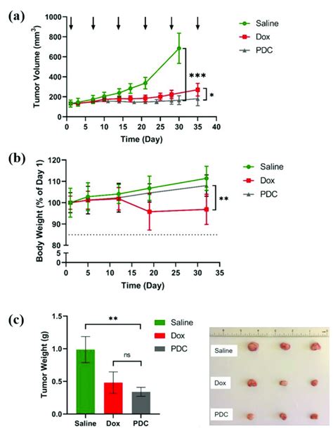 Effects Of Pdc On Tumor Growth Using A Mouse Model Of Tnbc Nod Scid