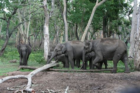 To See the Seven Continents: Mudumalai Wildlife Sanctuary, India