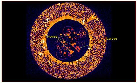 A 2D axial DR image of an artificial nest containing a Bombus... | Download Scientific Diagram