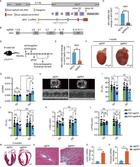 In Vivo Lncrna Mhrt Knockdown In Mice Injected With Aav Sgmhrt A