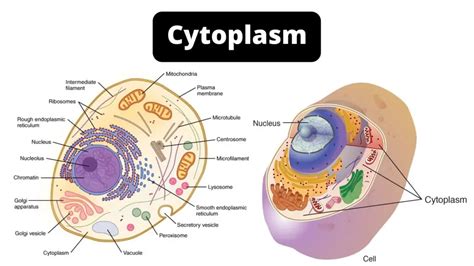 Cytoplasm - Functions, Structure, Definition, and Diagram - Biology ...