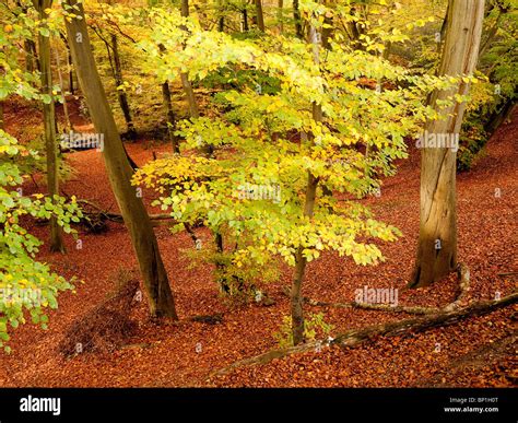 Autumn Colour In Burnham Beeches Forest Buckinghamshire Uk Stock