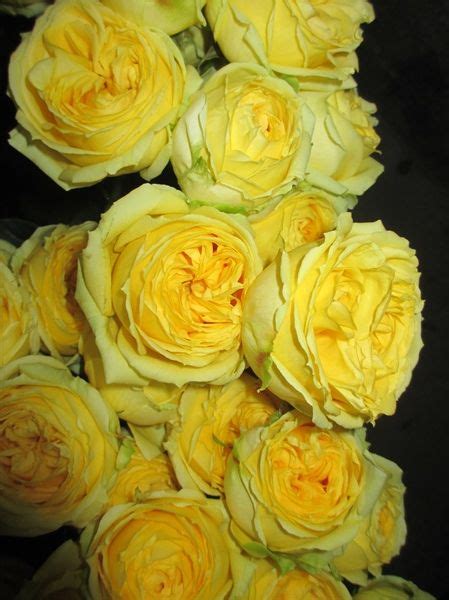 Catalina Garden Rose Roses Flowers By Category Rose Flowers