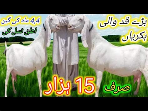 Latest Video Rajan Puri Gulabi Pregnant Goats High Quality 4 4 Bacche