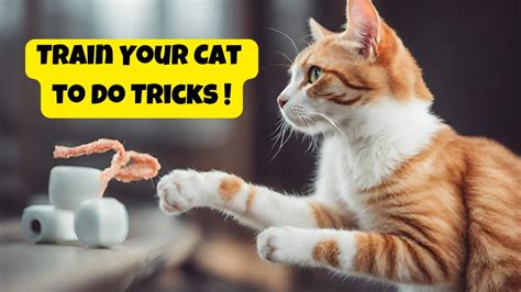 How To Train Your Cat To Do Tricks A Guide To Making Your Cat Happier