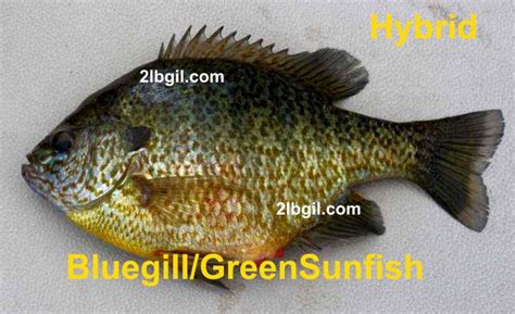 The identification of panfish