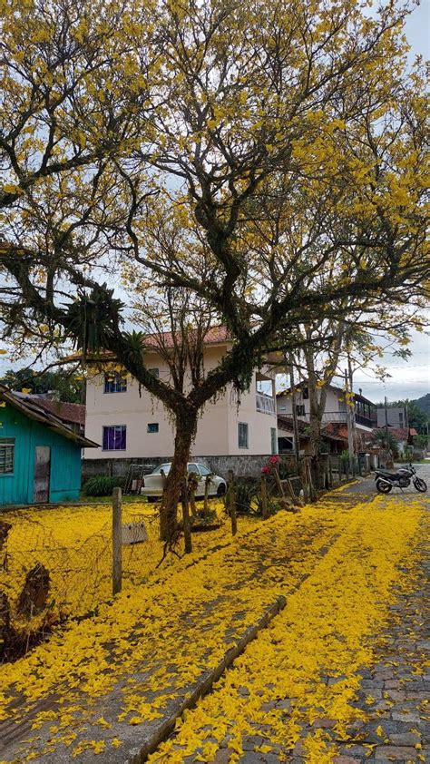 Florada dos ipês amarelos deixa ruas de Pomerode coloridas Testo Notícias