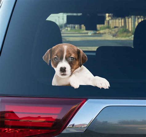 Dog peeking dog car sticker - TenStickers