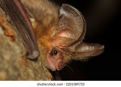 Ear Bat: Over 6,726 Royalty-Free Licensable Stock Photos | Shutterstock