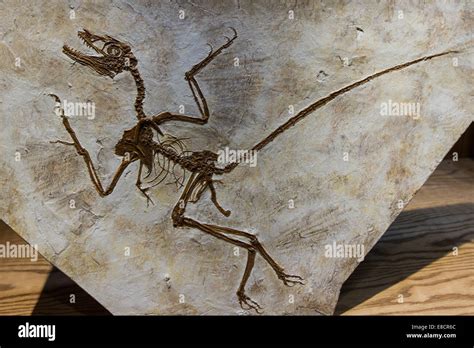 Close Up Of A Well Preserved Dinosaur Fossil Stock Photo Alamy